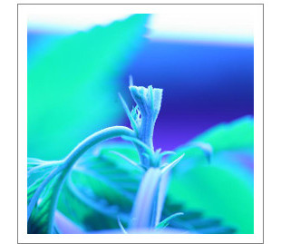 obrezka konopli na ehtape cveteniya 3