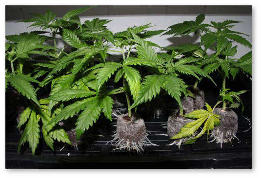 optimalnye usloviya v groubokse