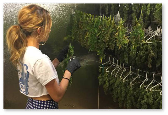 plesen konopli i ultrafiolet