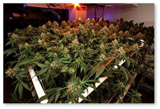 plyusy vyrashchivaniya kanabisa na gidroponike