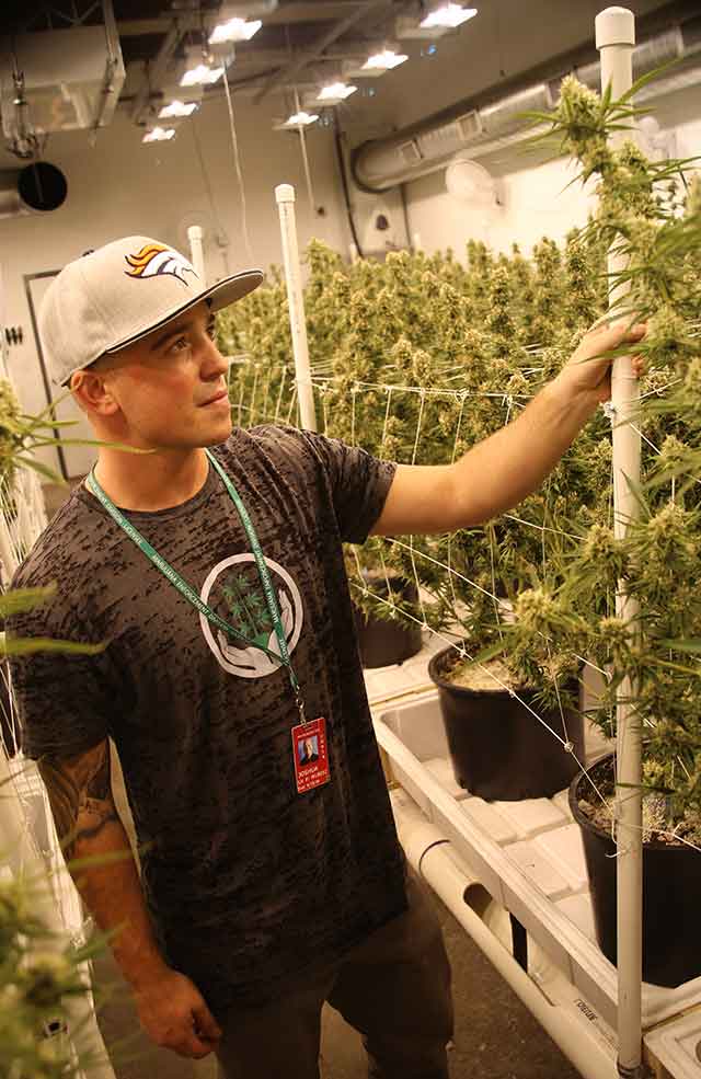 rekordnye urozhai marihuany 2