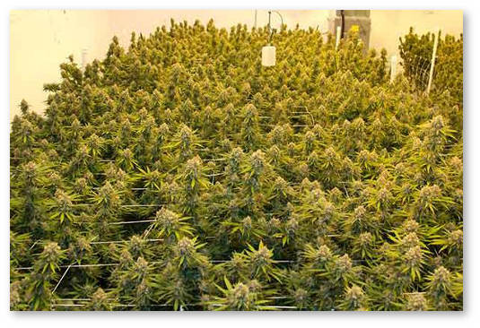 rekordnye urozhai marihuany