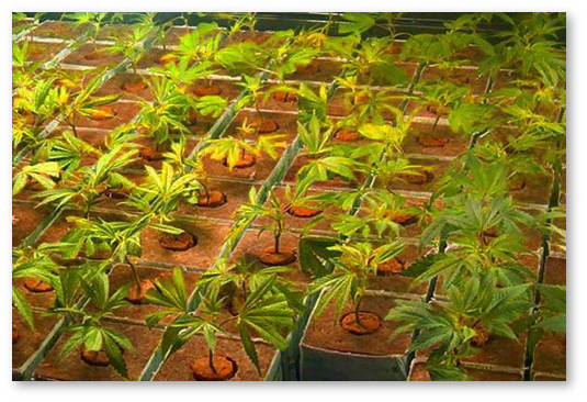 sog metod vyrashchivaniya