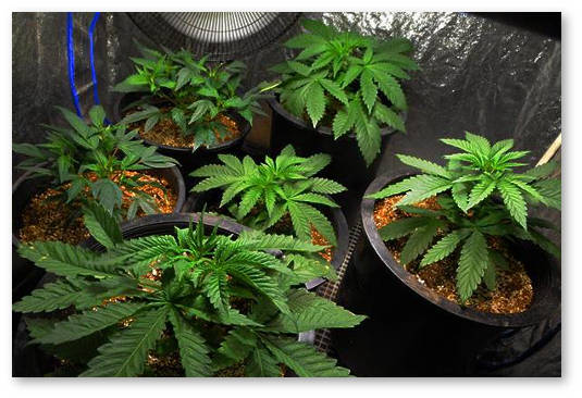 vyrashchivanie konopli v groutente