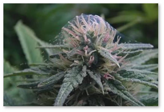 maslo nim dlya konopli