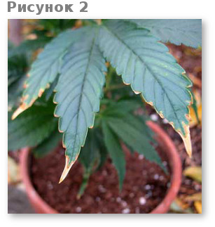 obgoreli konchiki i kraya