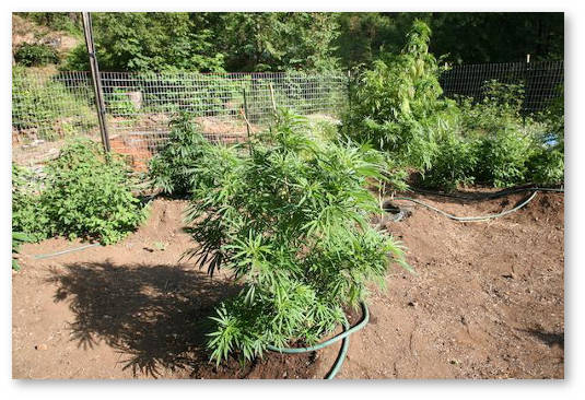 obrezka cvetushchej marihuany