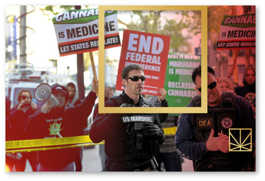 pravovoj status marihuany budet izmenen