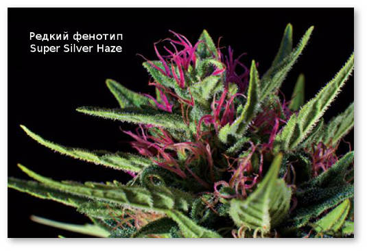 redkij fenotip super silver haze
