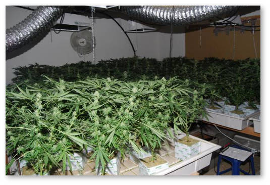 skolko kustov konopli v groubokse