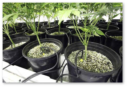 udobreniya i substraty dlya marihuany