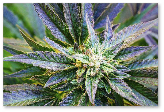 vermont legalizaciya marihuany pod voprosom