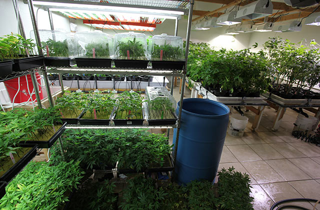 vyrashchivanie marihuany osveshchenie 2