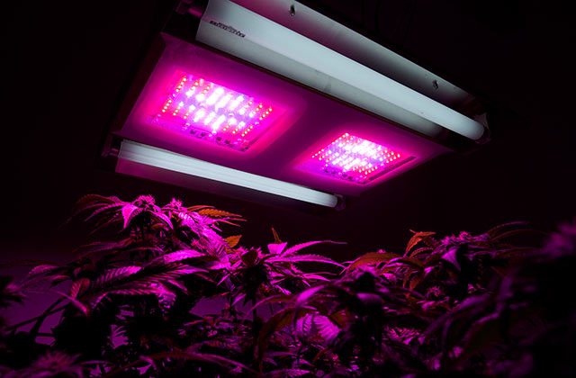 vyrashchivanie marihuany osveshchenie 3