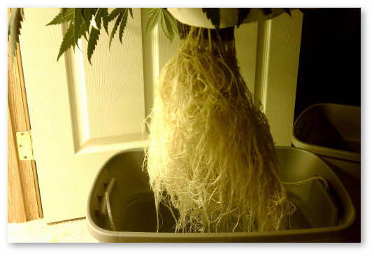 664400 dwc kornevaya sistema konopli