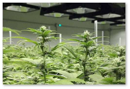 cvetushchaya marihuana