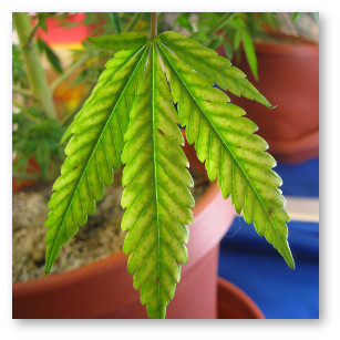 kanabis deficit magniya