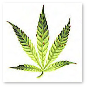 kanabis deficit marganca