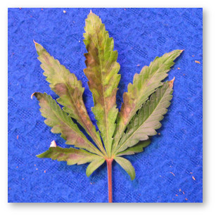 kanabis deficita fosfora