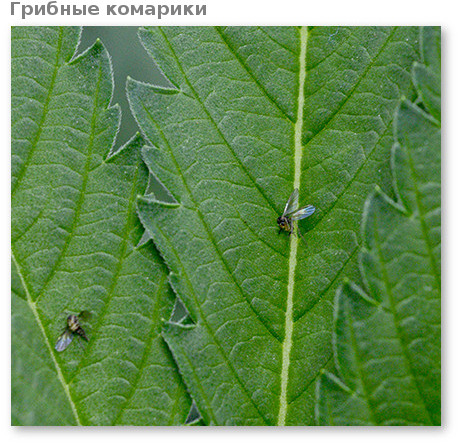 kanabis gribnye komariki