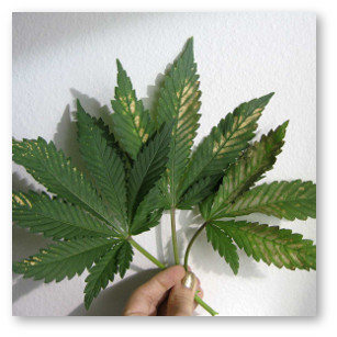 kanabis svetlo korichnevye pyatna perepad ph