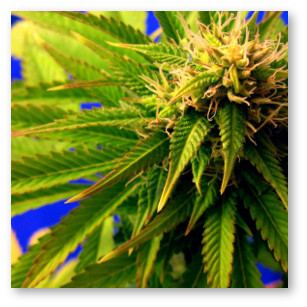 kannabis deficit molibdena