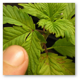 kannabis deficita fosfora