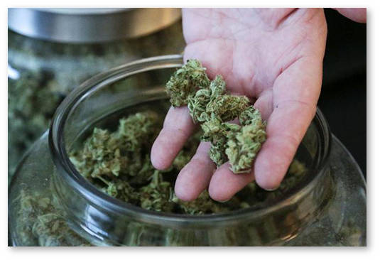 konoplyanyj biznes kolorado