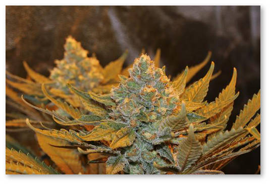 luiziana medicinskaya marihuana