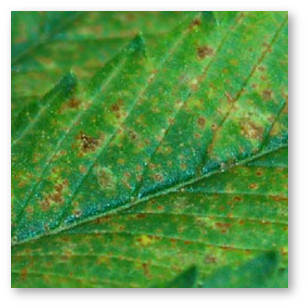 marihuana deficit kalciya 3