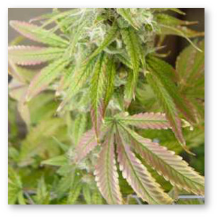 marihuana deficit molibdena