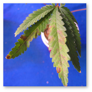 marihuana deficita fosfora