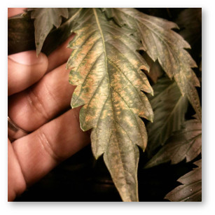 marihuana nestabilnyj ph