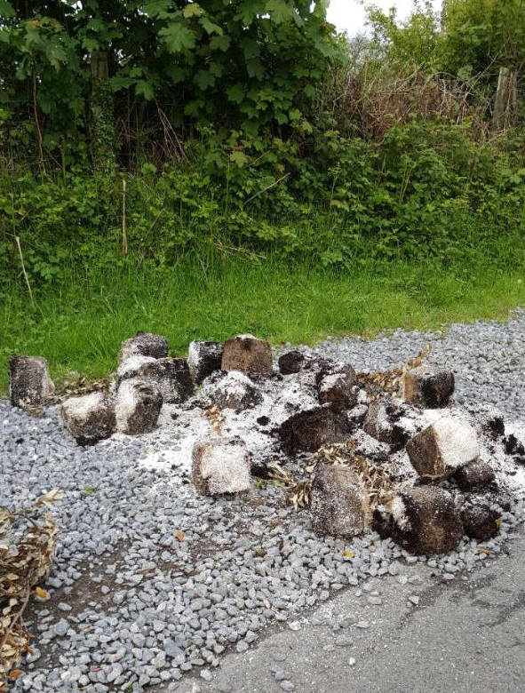 1464760129 stoned sheep news xlargewp74m99t1m 3v3cgtdmqbi3l05vkcxoa