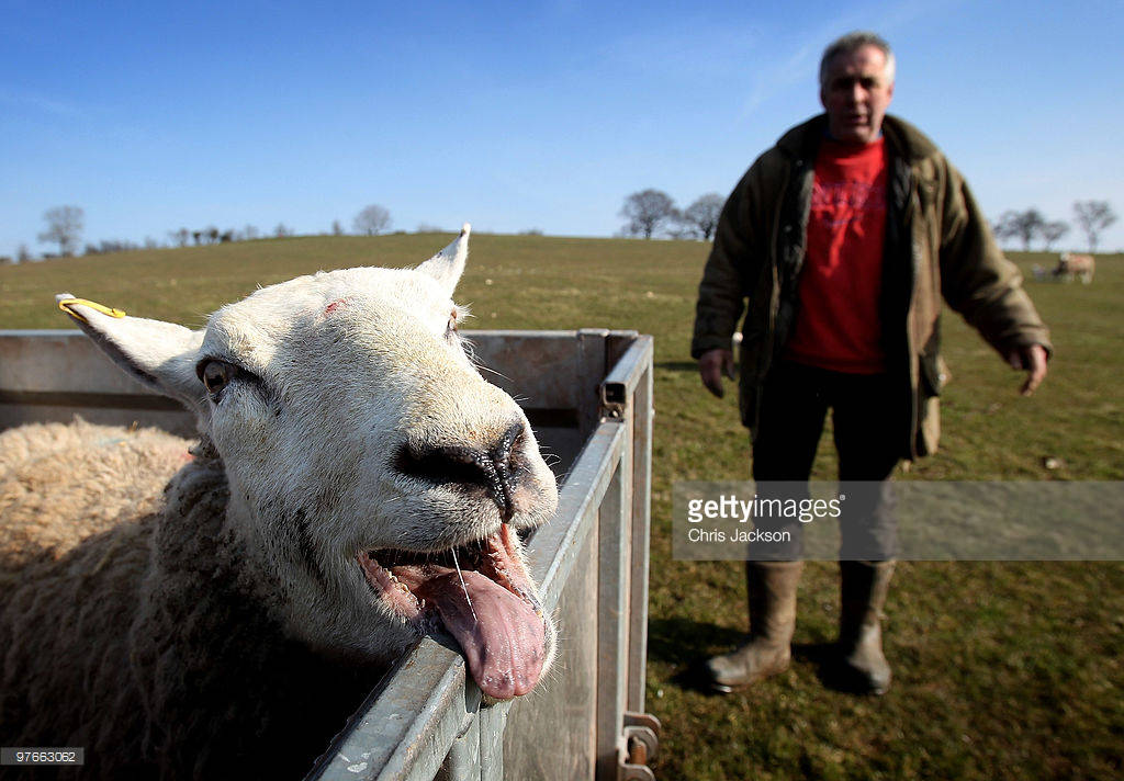 1464760541 esche odna ovca