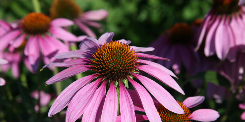 echinacea