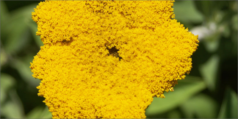 helichrysum umbraculigerum