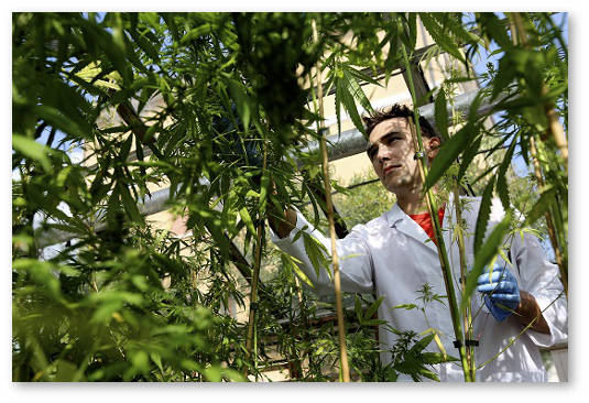 institut izucheniyu marihuany konopli