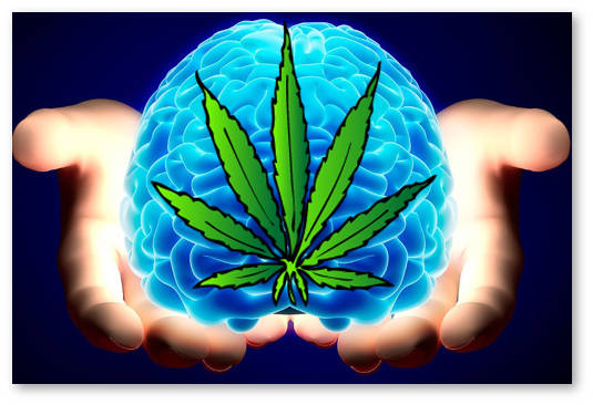 konoplya marihuana bolezn alcgejmera