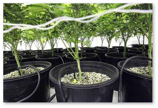 prishchipyvanie i obrezka kanabisa