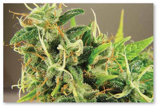 sativa indika zapah von