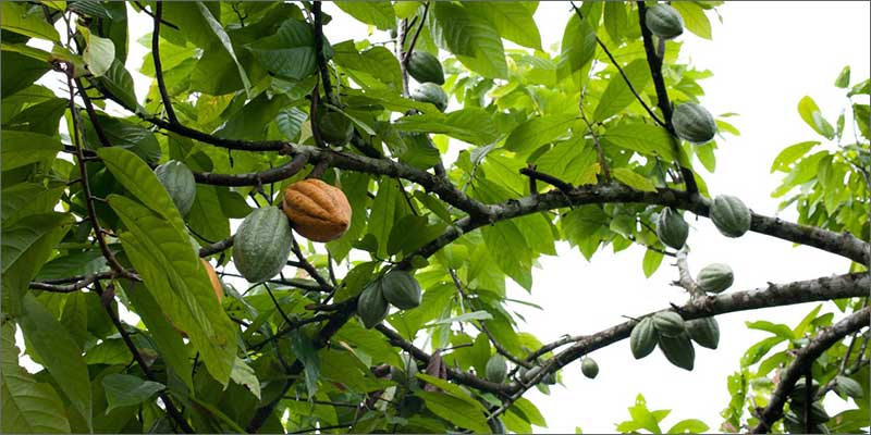 theobroma cacao