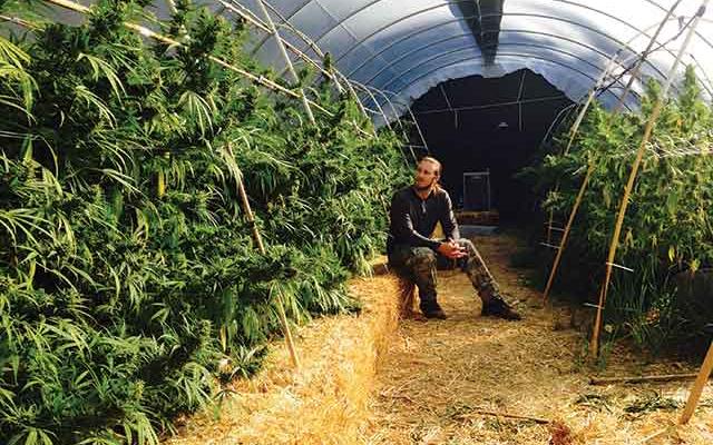 vyrashchivanie konopli v teplice s zatemneniem 1