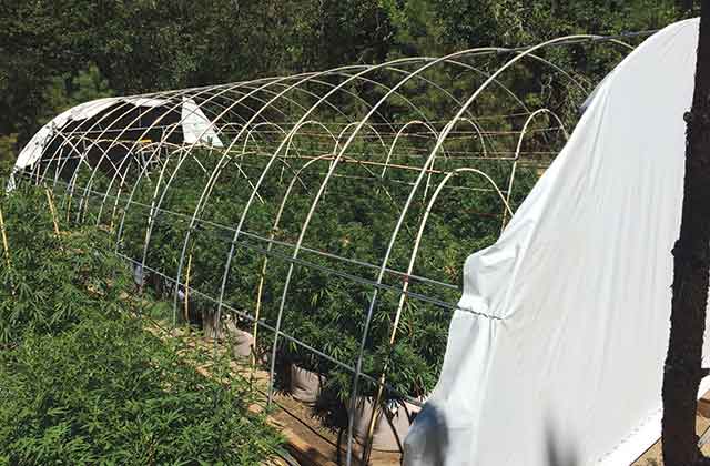 vyrashchivanie konopli v teplice s zatemneniem 2