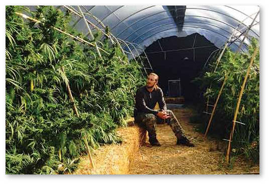 vyrashchivanie konopli v teplice s zatemneniem