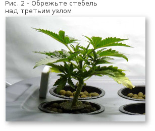 02 povyshaem urozhajnost konopli obrezaem na uzlom 3