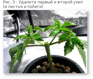03 povyshaem urozhajnost konopli udalyaem uzly 1 2