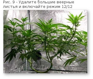 09 povyshaem urozhajnost konopli udalyaem veernye listya