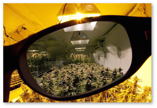 dnat dri led zashchitnye ochki