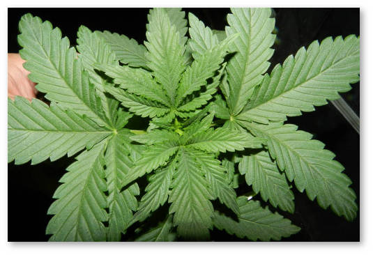 marihuana vegetativnaya stadiya